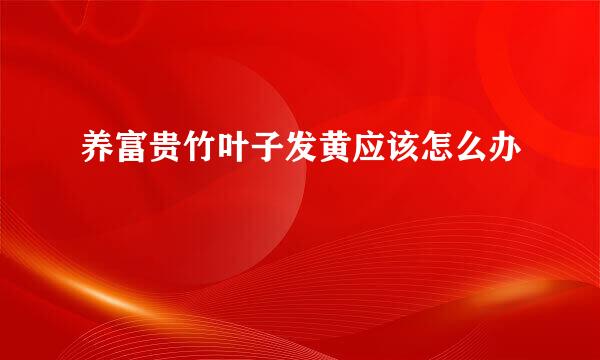 养富贵竹叶子发黄应该怎么办