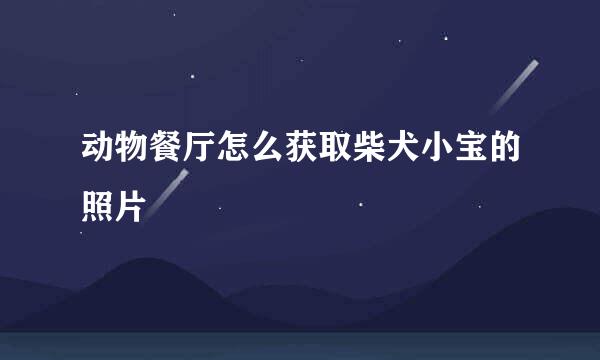 动物餐厅怎么获取柴犬小宝的照片