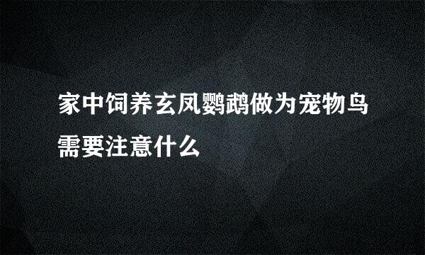 家中饲养玄凤鹦鹉做为宠物鸟需要注意什么