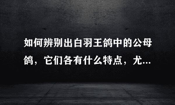 如何辨别出白羽王鸽中的公母鸽，它们各有什么特点，尤其是一两个月大的小鸽子