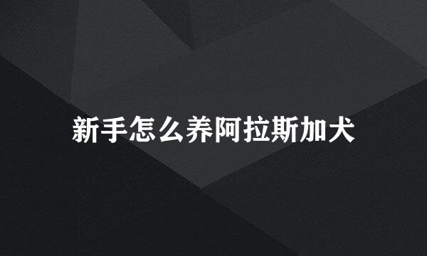 新手怎么养阿拉斯加犬