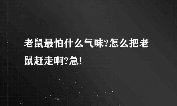 老鼠最怕什么气味?怎么把老鼠赶走啊?急!