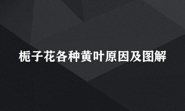 栀子花各种黄叶原因及图解