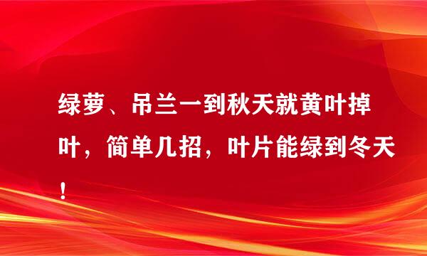 绿萝、吊兰一到秋天就黄叶掉叶，简单几招，叶片能绿到冬天！