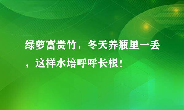 绿萝富贵竹，冬天养瓶里一丢，这样水培呼呼长根！