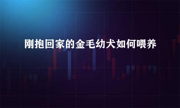 刚抱回家的金毛幼犬如何喂养