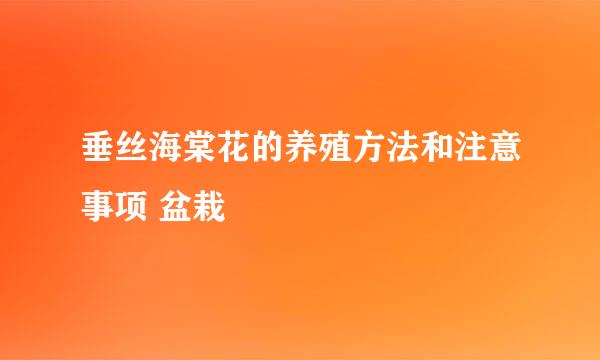 垂丝海棠花的养殖方法和注意事项 盆栽