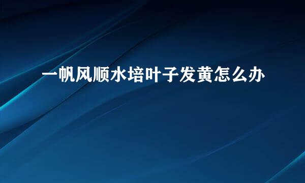 一帆风顺水培叶子发黄怎么办