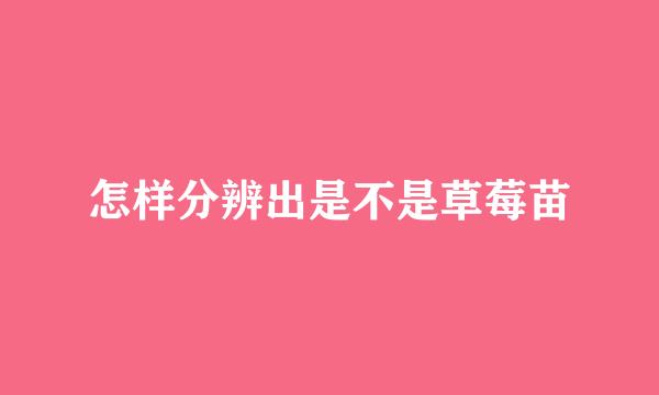 怎样分辨出是不是草莓苗