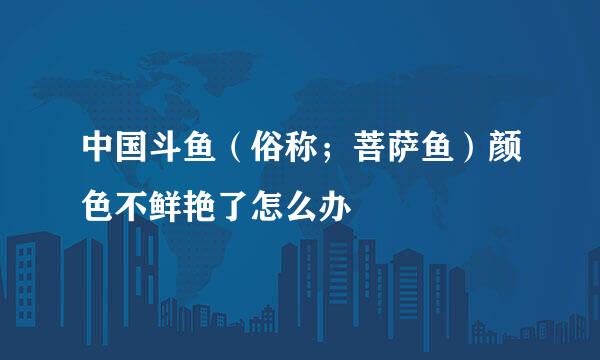中国斗鱼(俗称;菩萨鱼)颜色不鲜艳了怎么办